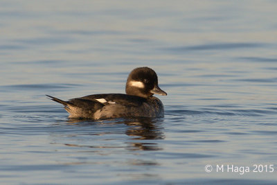 Bufflehead, female