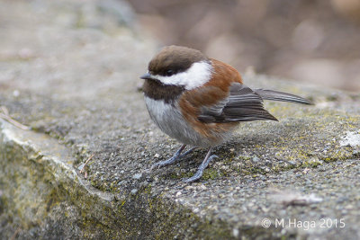 Chestnut-backed Chickadee