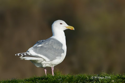 Glaucous-winged Gull