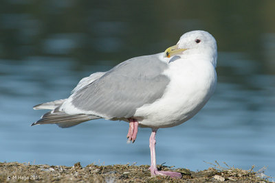 Glaucous-winged Gull