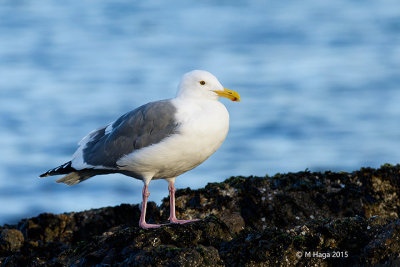 Herring Gull