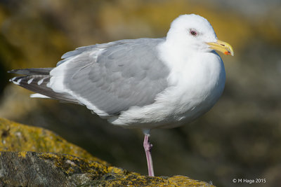 Herring Gull