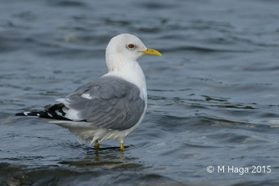 Mew Gull