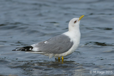 Mew Gull