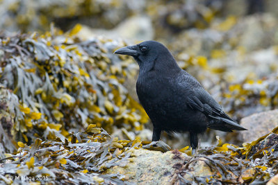 North-western Crow