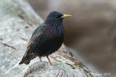 North-western Crow