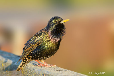European Starling