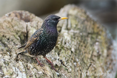 European Starling
