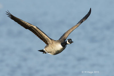 Canada Goose