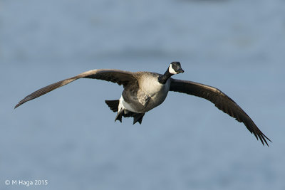 Canada Goose