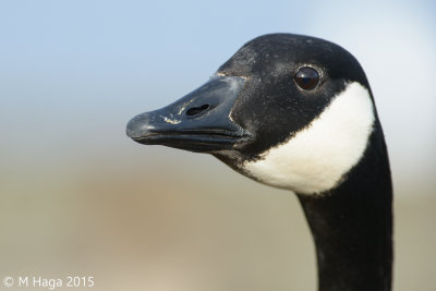 Canada Goose