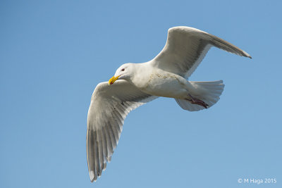 Glaucous-winged Gull