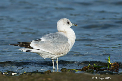 Mew Gull, second winter