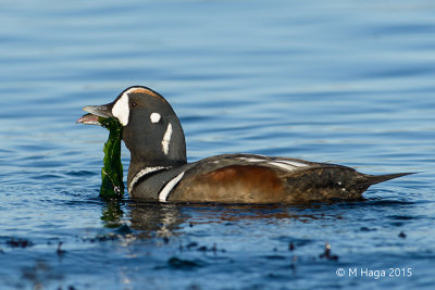 Harlequin Duck