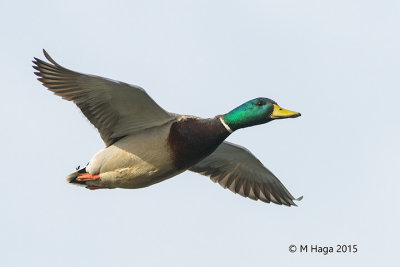 Mallard, male