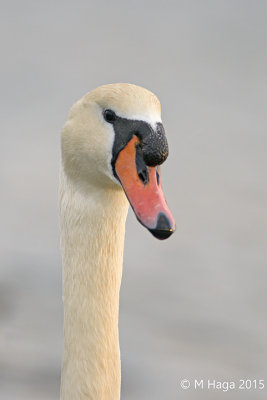 Mute Swan
