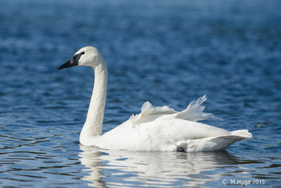 Tundra Swan