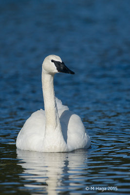 Tundra Swan