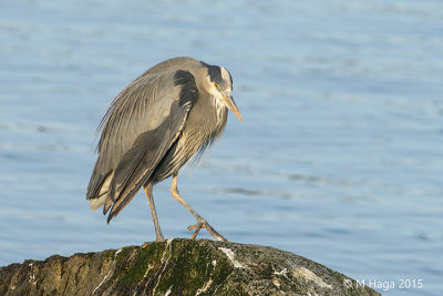 Great Blue Heron