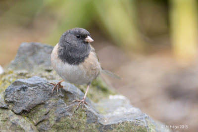 Dark-eyed Junco, Oregon subspecies