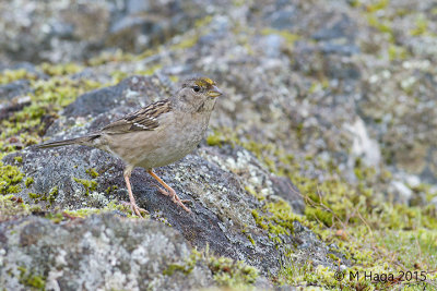 Golden-crowned Sparrow