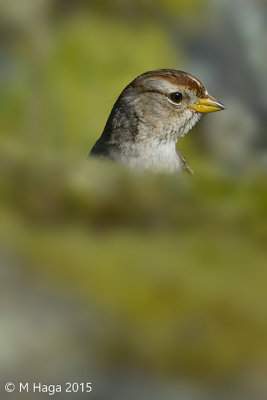 White-crowned Sparrow, juvenile