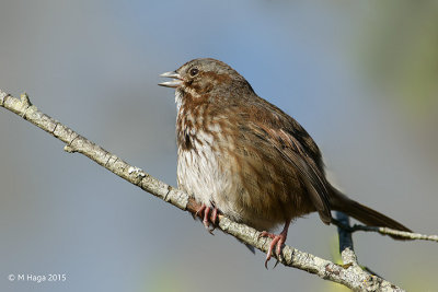 Song Sparrow