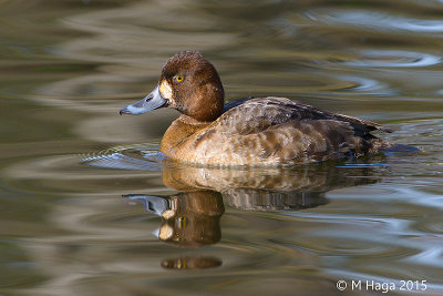 Lesser Scaup, female