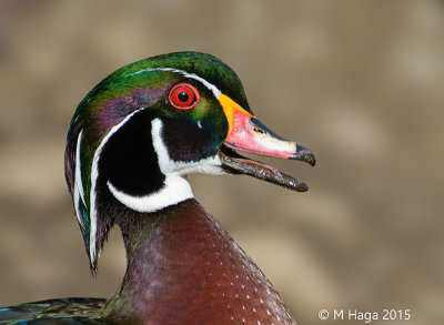 Wood Duck, male