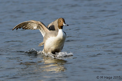 Northern Pintail