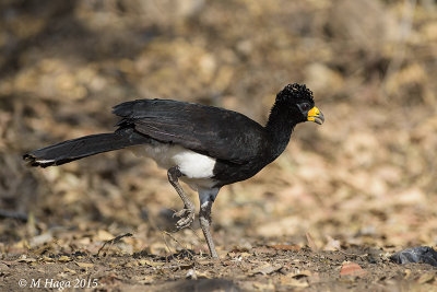 Bare-faced Curassow, male, Pantanal