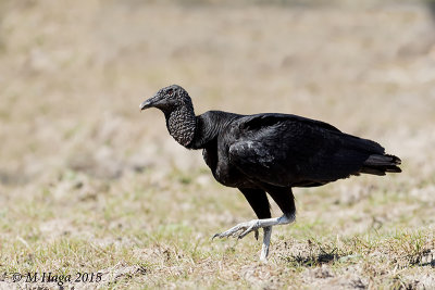 Black Vulture, Pantanal