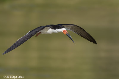 Black Skimmer, Pantanal