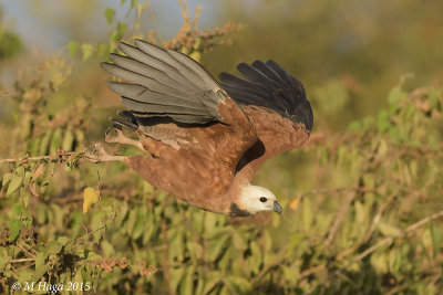 Black-collared Hawk, Pantanal