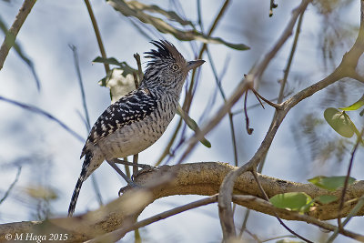 Barred Antshrike, male, Pantanal