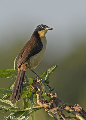 Black-capped Donacobius, Pantanal