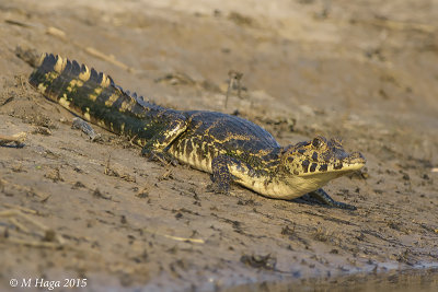 Caiman, Pantanal