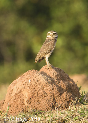 Burrowing Owl, Pantanal