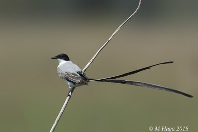 Fork-tailed Flycatcher, Pantanal