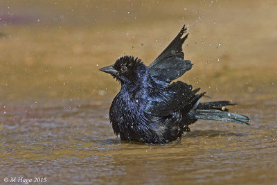 Chopi Blackbird, Pantanal