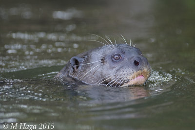 Giant River Otter, Pantanal