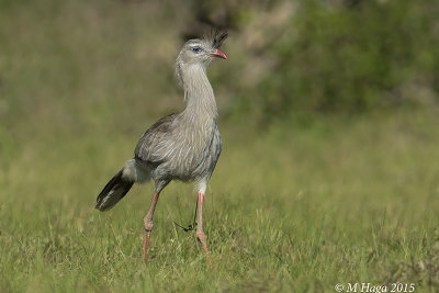 Red-legged Seriema, Pantanal