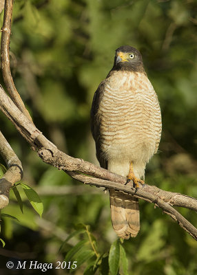 Roadside Hawk, Pantanal