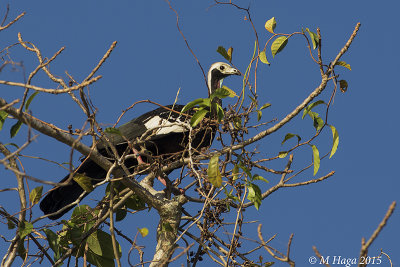 Blue-throated Piping Guan, Pantanal