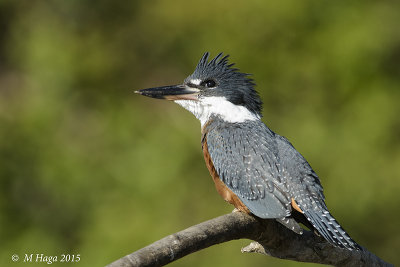 Ringed Kingfisher, female, Pantanal