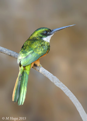 Rufous-tailed Jacamar, Pantanal