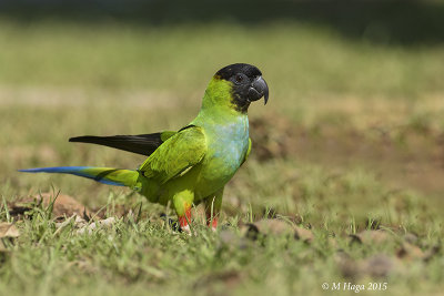 Nanday Parakeet, Pantanal