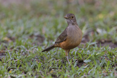 Rufous-bellied Thrush, Pantanal