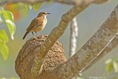 Rufous Hornero on it's beautifully constructed nest.