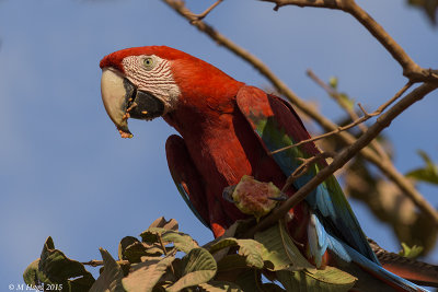 Red and Green Macaw, Pantanal
